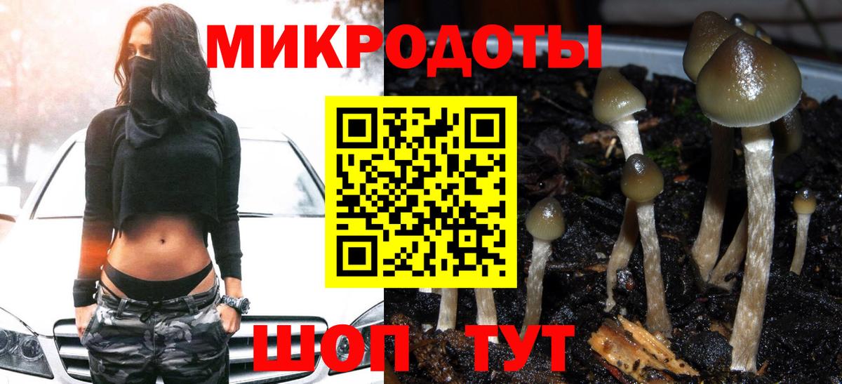 Галлюциногенные грибы Psilocybine cubensis Салехард